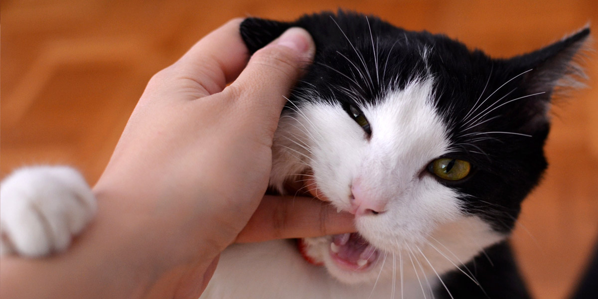 La Malattia Da Graffio Di Gatto Cosè E Come Comportarsi Roypet