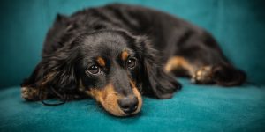 dermatite esfoliativa