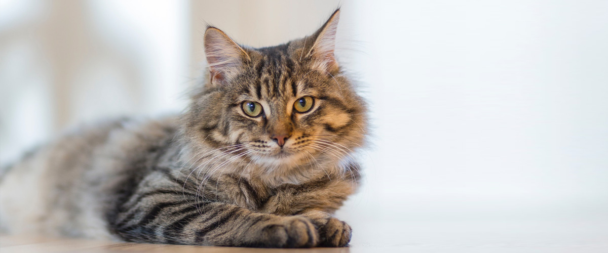 Cani e gatti domestici sempre più obesi - Roypet - Roypet