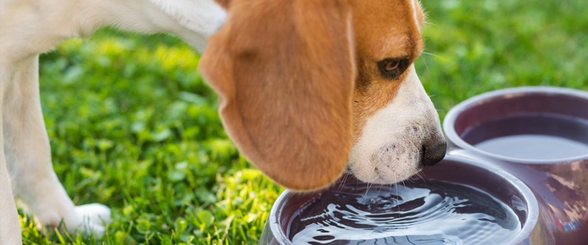 cane acqua